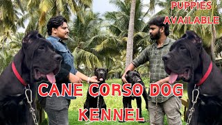 Cane corso dog kennel Coimbatore |mastiff dog breed |puppies for sale | pets life yt | Coimbatore