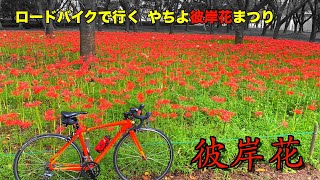 ロードバイクで「やちよ彼岸花まつり」へ　曼珠沙華がいっぱい！