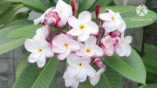 Frangipani Flowers ดอกลีลาวดี