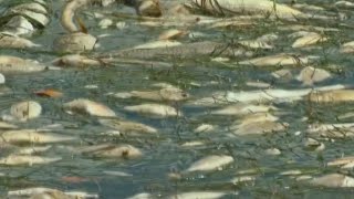 Volunteers in Manatee County clean up fish killed by red tide