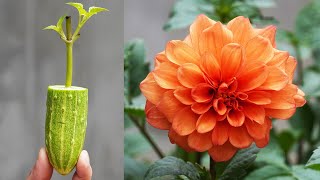 Growing Dahlia Pinnata Flowers With Easy Cuttings For Gardeners