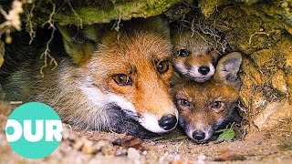 The Cutest Animals and How They Build Their Homes | Our World