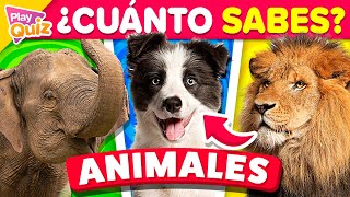 ¿Cuánto Sabes de Animales? 🐸🐷🦁 | Preguntas y Respuestas de Zoología | Play Quiz