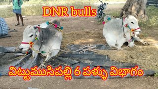 విట్టుముసిపల్లి 6 పళ్ళు విభాగం DNR bulls