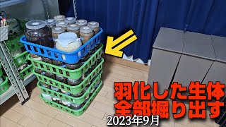 １ヶ月間で羽化した生体全部掘り出す