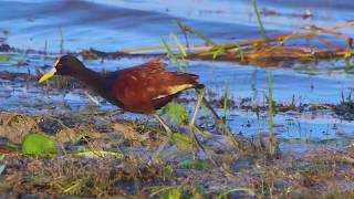 14 04 Northern Jacana