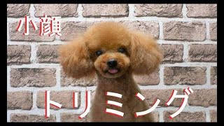 Poodle Grooming トイプードルの顔カット小顔のテディベア