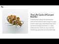 life cycle of carpet beetles phases from eggs to adults the desire of life