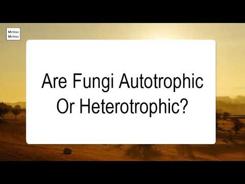 Are fungi autotrophic or heterotrophic?