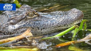 Illegal alligator hunting leads to arrests in Horry County, SCDNR says