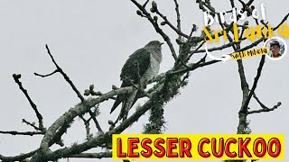 LESSER CUCKOO | Birds of Sri Lanka with Mihela | Sound / Call