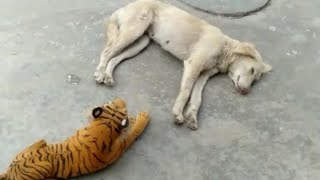 Funny video of animals