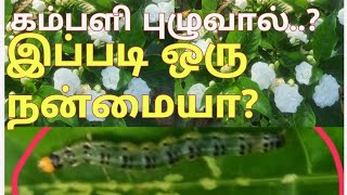 நந்தியாவட்டை செடியை தாக்கும் புழுக்கள் # How to control leaf worm in nanthiya vattai#Tabernaemonta