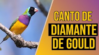 Canto de diamante-de-gould