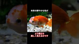 金魚の体色変化に関する雑学