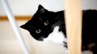 うにが過去最高に大好きな猫じゃらしを発見しました