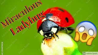 Ladybugs - The Truth About Ladybugs