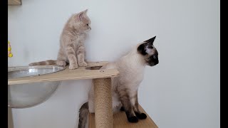 Siamese cat \u0026 British Shorthair successfully living together in 3 weeks