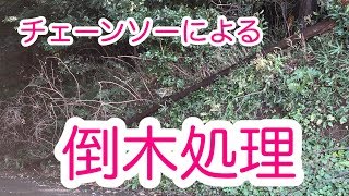 チェーンソーによる倒木処理、2018年9月の台風24号で倒れた杉を処理しました。