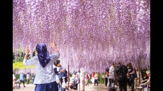 白毫寺 九尺ふじと太鼓橋