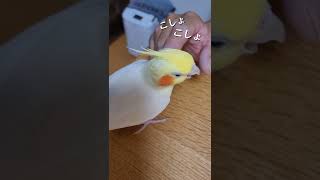 コショコショしてもらって眠気MAXのオカメインコ🐥