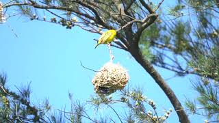 黑頭織布鳥 Village Weaver，又叫黑頭織雀