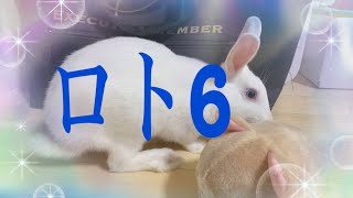 8月9日のロト6予想🐇