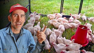 From Homestead to Small Farm Raising 150 Chickens For Dinner