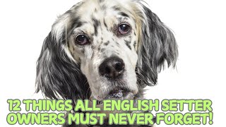 12 Things All English Setter Owners Must Never Forget! 🐕✨