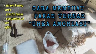 bikin pakan ternak (UREA AMONIASI)