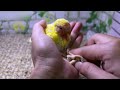 the feathers are turning yellow again eating so fat and wanting to climb the wall to escape