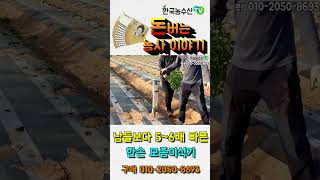 [한국농수산TV] 돈버는 농사이야기 - 허리숙이지 않고 남보다 5~6배 빠른 한손 모종이식기를 아십니까?