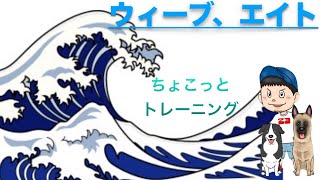 お家時間でちょこっとトレーニング！ワンちゃんに芸を教えよう！楽しく、賢く、しつけ(  * ॑꒳ ॑*)⸝⋆｡✧♡