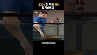 220V의 무려 4배! 전기뱀장어