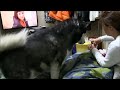 みかん大好き犬　ハスキー犬　みかんは飲み物 mandarin orange favorite dog husky