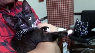 UberKittens Create 'Purr-fect' Environment for Adoption