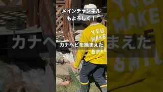 カナヘビを捕まえたました！家で飼育することにしました！成長記録動画も配信予定です