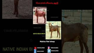 சென்னை சிவப்பு ஆடு  || Madras Red sheep  || Tamil Velanmai #shorts