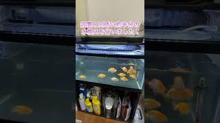 らんちゅう水槽に上部フィルター設置した！ #らんちゅう #金魚#水槽