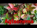 My Collection of Aglaonema Plant | EllenPh Vlog!