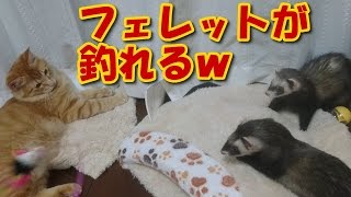 猫じゃらしでフェレットが釣れたｗ【5Ferret1Cat】Ferrets play in setaria【Cute dogs and cats】