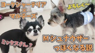 ヨーキー×マルチーズはMシュナウザーっぽくなる説 【ひみつきちなう！①】(マルーキー、チワワ)2019年5月18日