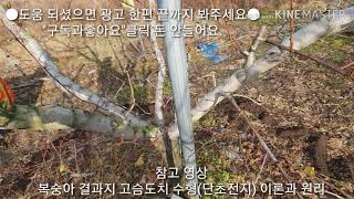 복숭아 성목 결과지 고슴도치 수형, 단초전지/Персиковое дерево обрезка, обрезка/Poda de melocotonero, poda