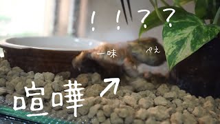 餌の取り合いで喧嘩が勃発したカエルたち【ミヤコヒキガエル】