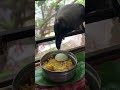 crow eating egg biryani 🥚😂 shorts help humanity birds