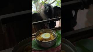 Crow Eating Egg Biryani 🥚😂#shorts #help #humanity #birds