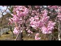 2023年3月27日 【満開の桜🌸】京都南禅寺の桜🌸と水路閣を歩く 【4k】walk in nanzenji temple kyoto