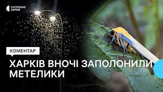 Вночі у Харкові кружляють зграї метеликів: що це за вид — пояснення науковця