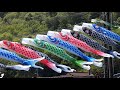 三篠川の鯉のぼり 2020 4k carp streamers on misasa river