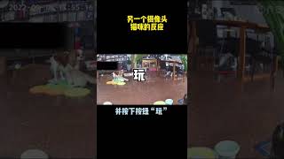 【三娘family】没想到我不在家时，它们三这么会玩